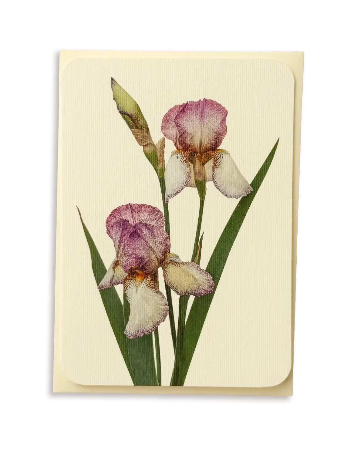 Iris Greeting Card | Birthday Card