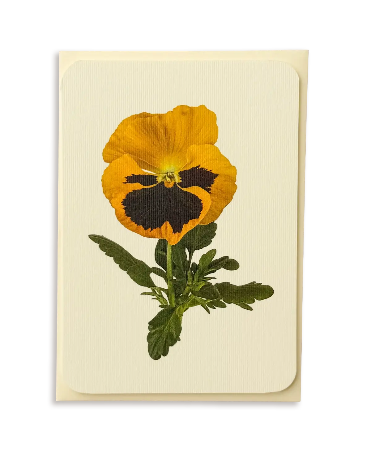 Pansy III Greeting Card | Birthday Card
