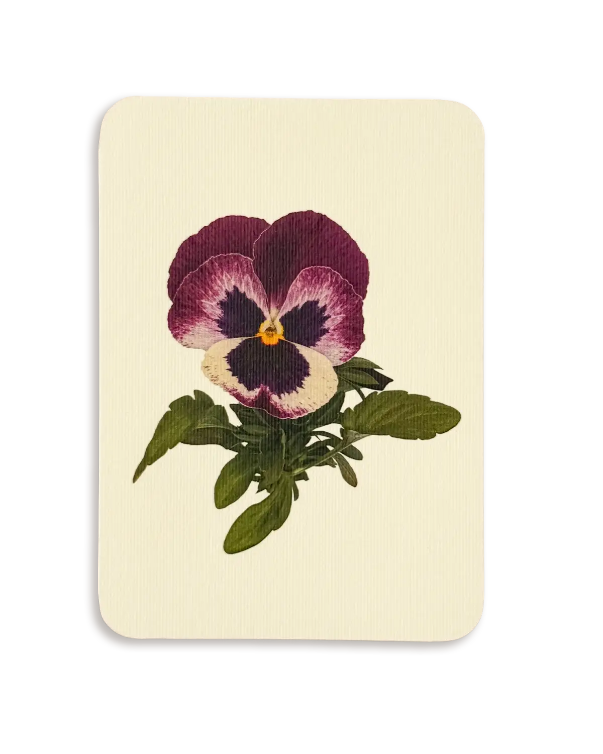 Pansy I Greeting Card | Birthday Card
