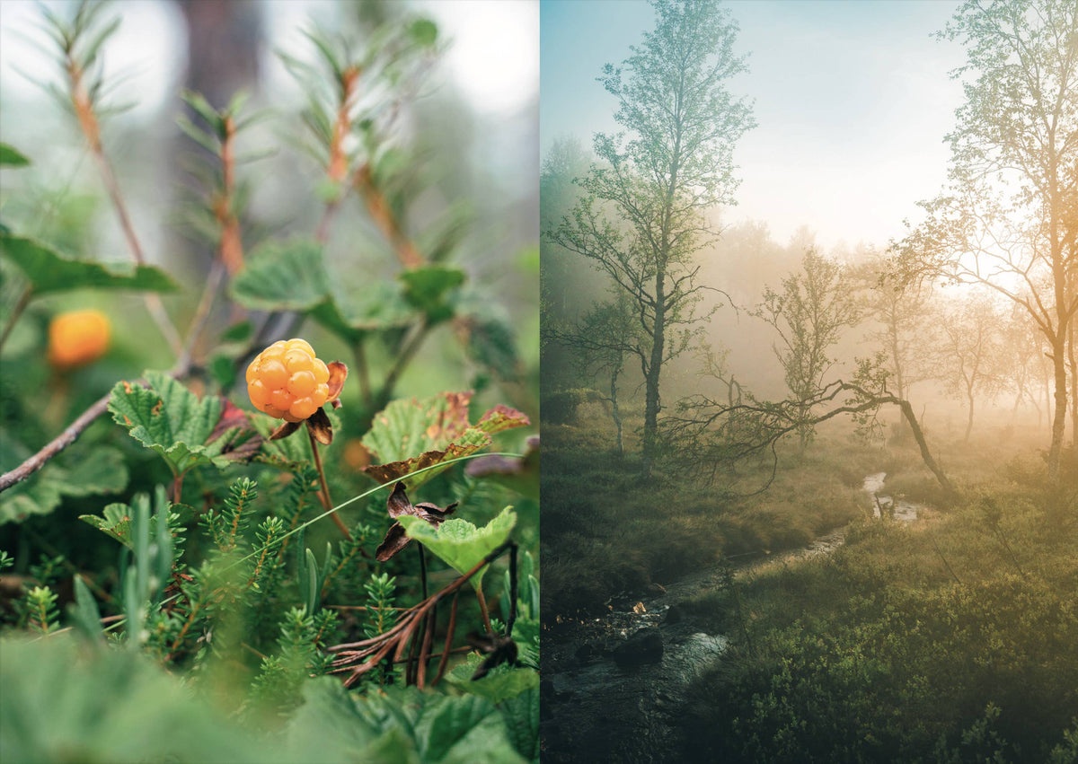 Food in the Wild – Foraging & Outdoor Cooking Cookbook