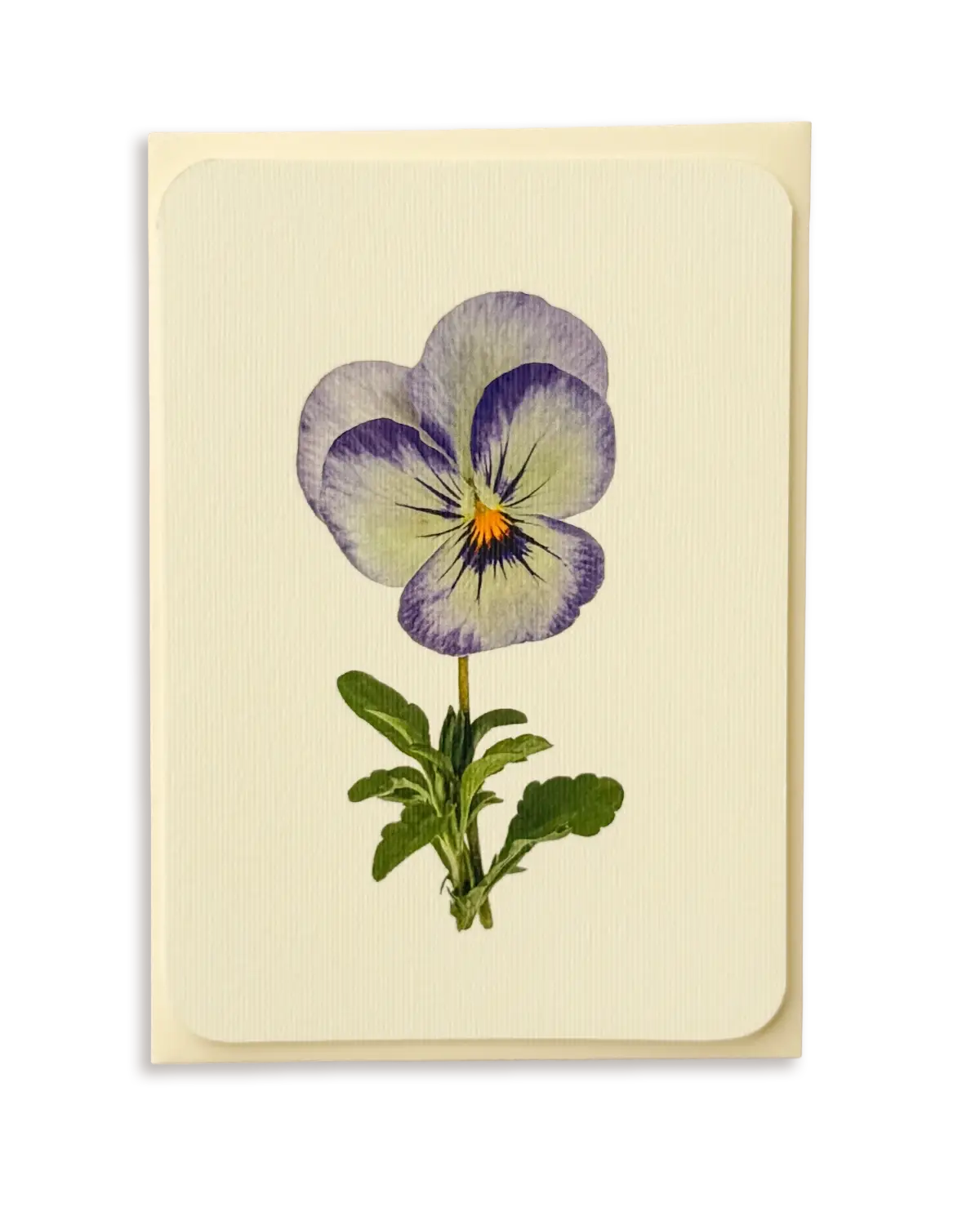 Pansy II Greeting Card | Birthday Card
