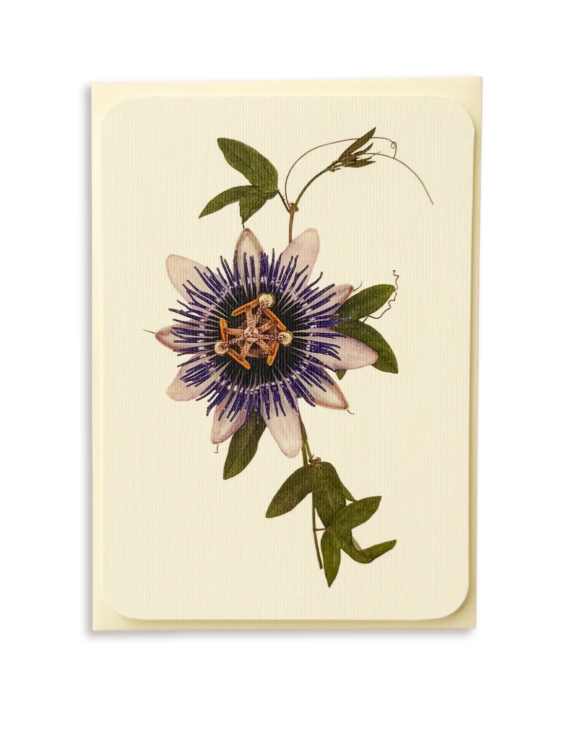 Passion Flower Greeting Card | Birthday Card