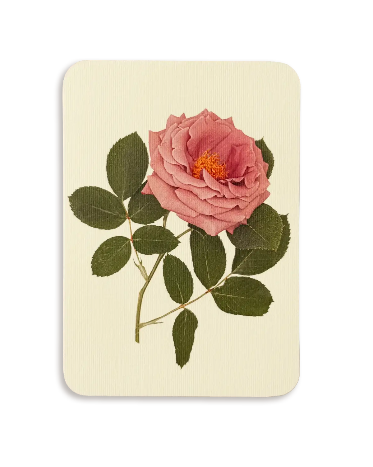 Mauve Rose Greeting Card | Birthday Card