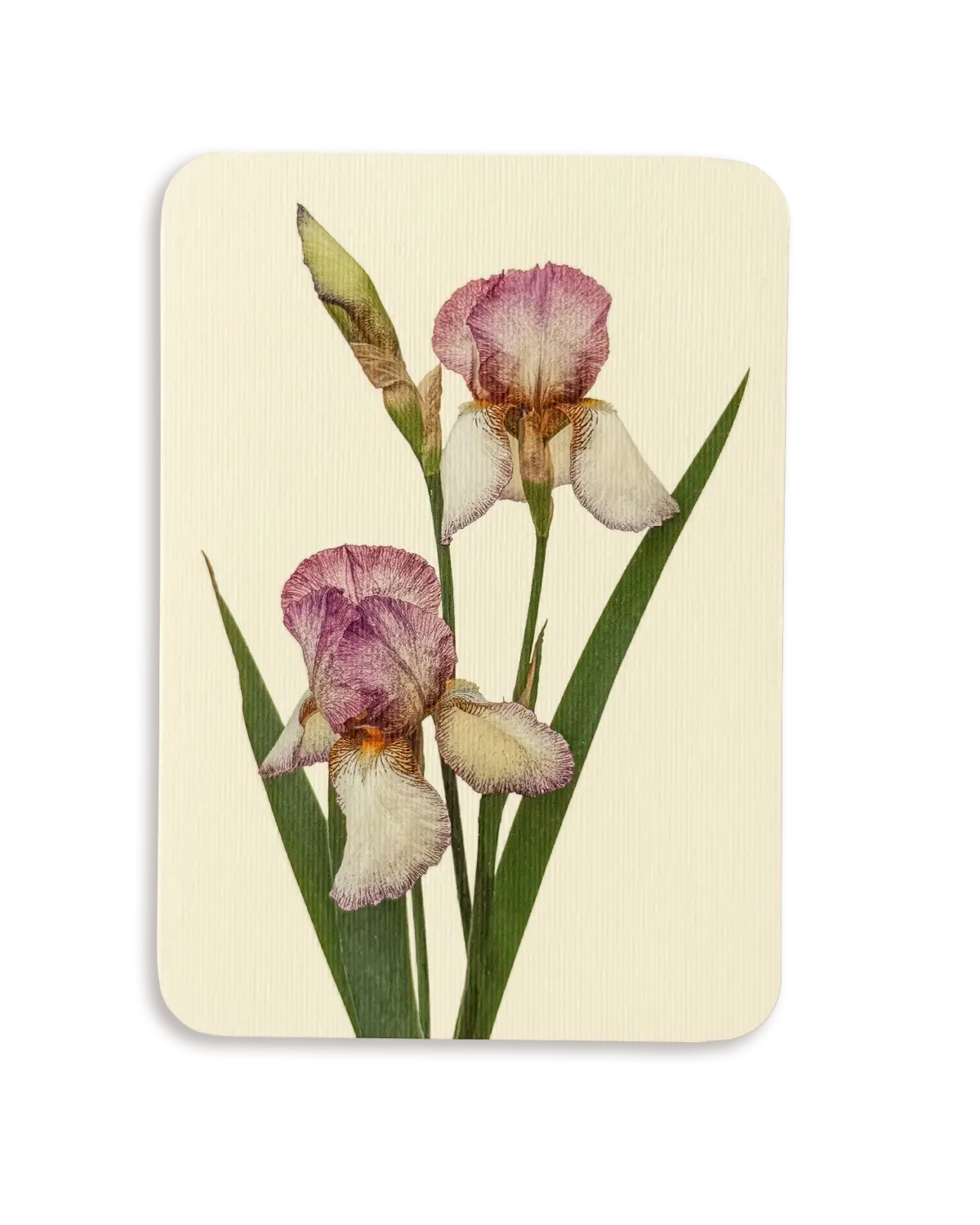Iris Greeting Card | Birthday Card