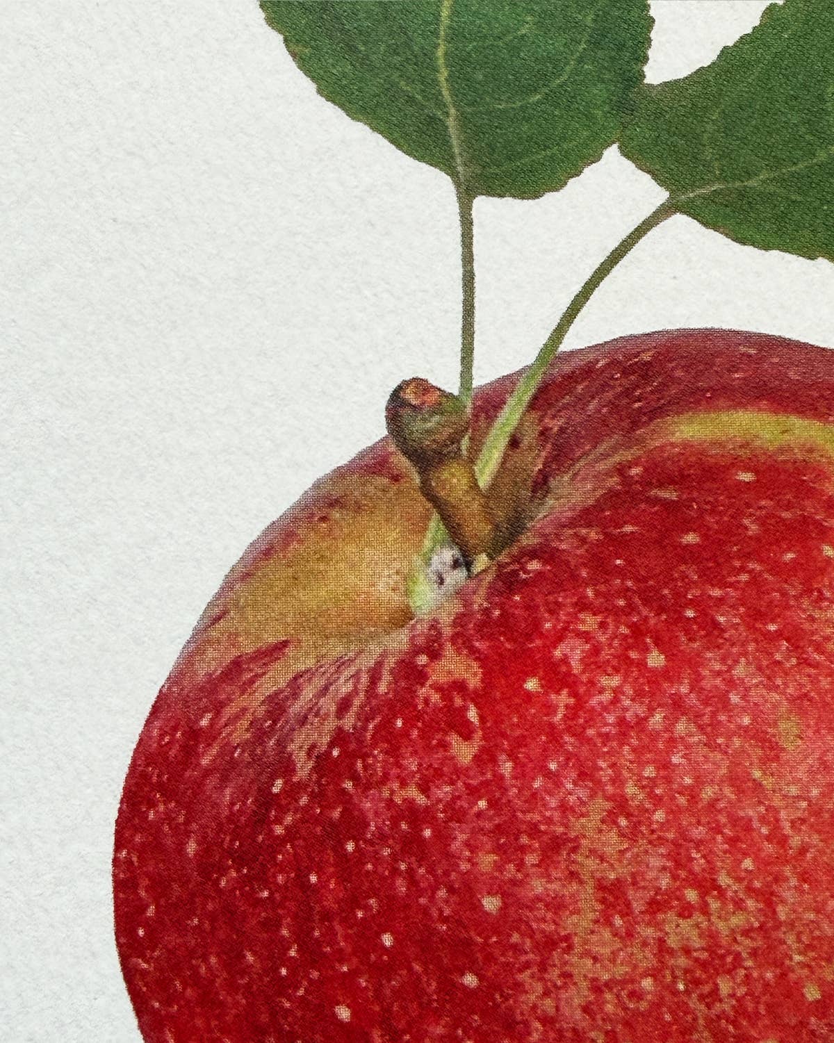 Tydeman's Late Orange Apple Greeting Card | Birthday Card