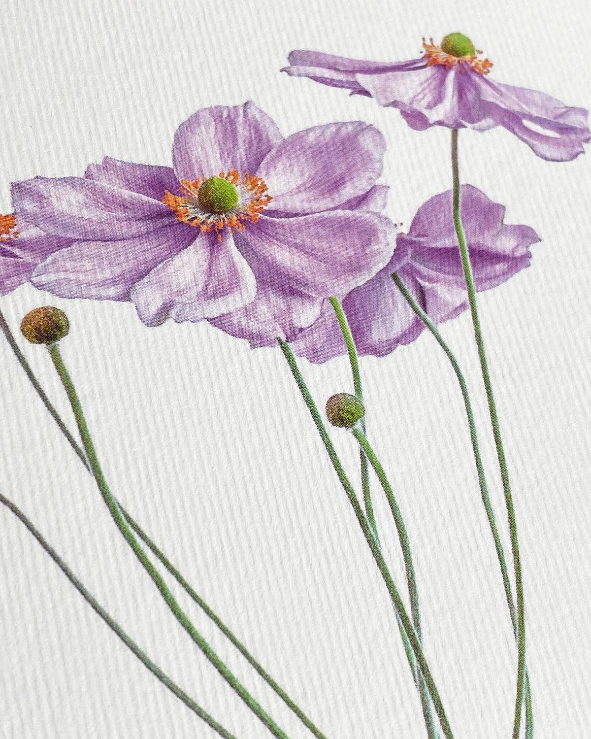 Anemone Greeting Card | Birthday Card | Luxury Cards
