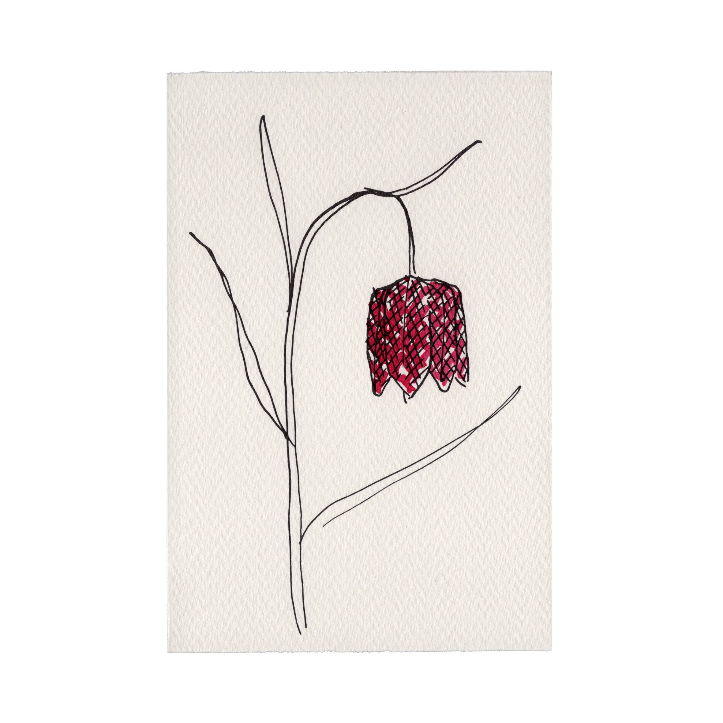 In The Meadow Card - Snake's Head Fritillary