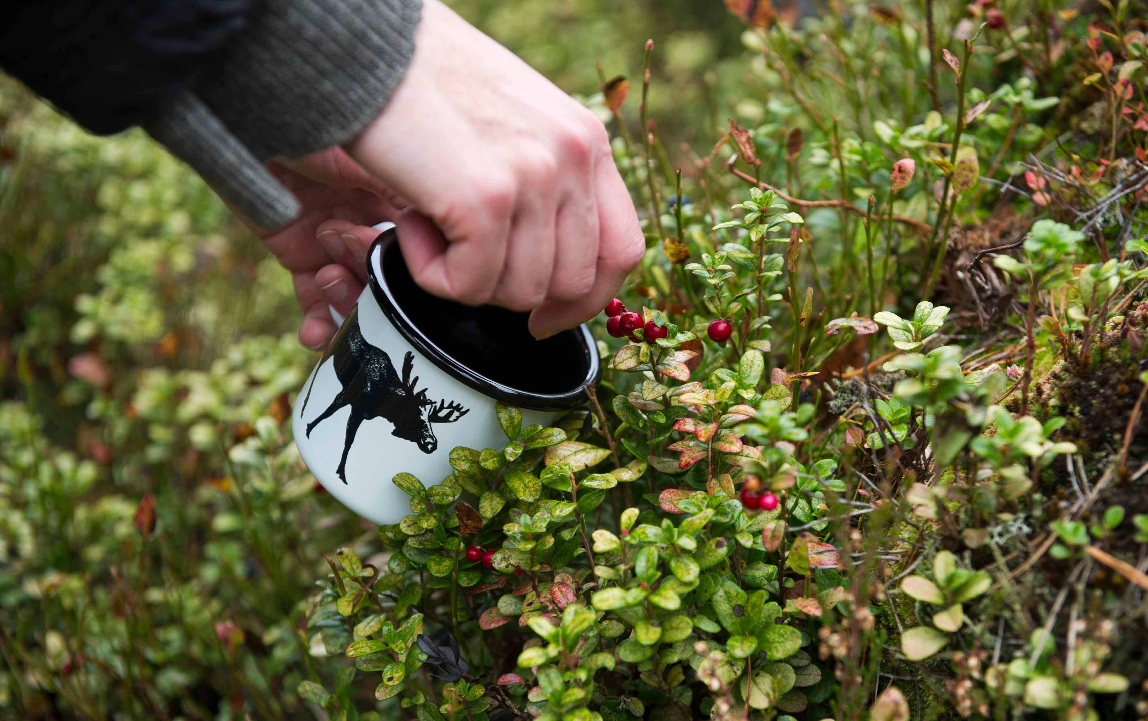 Nordic enamel mug with black moose print, white metal, outdoors among green berries