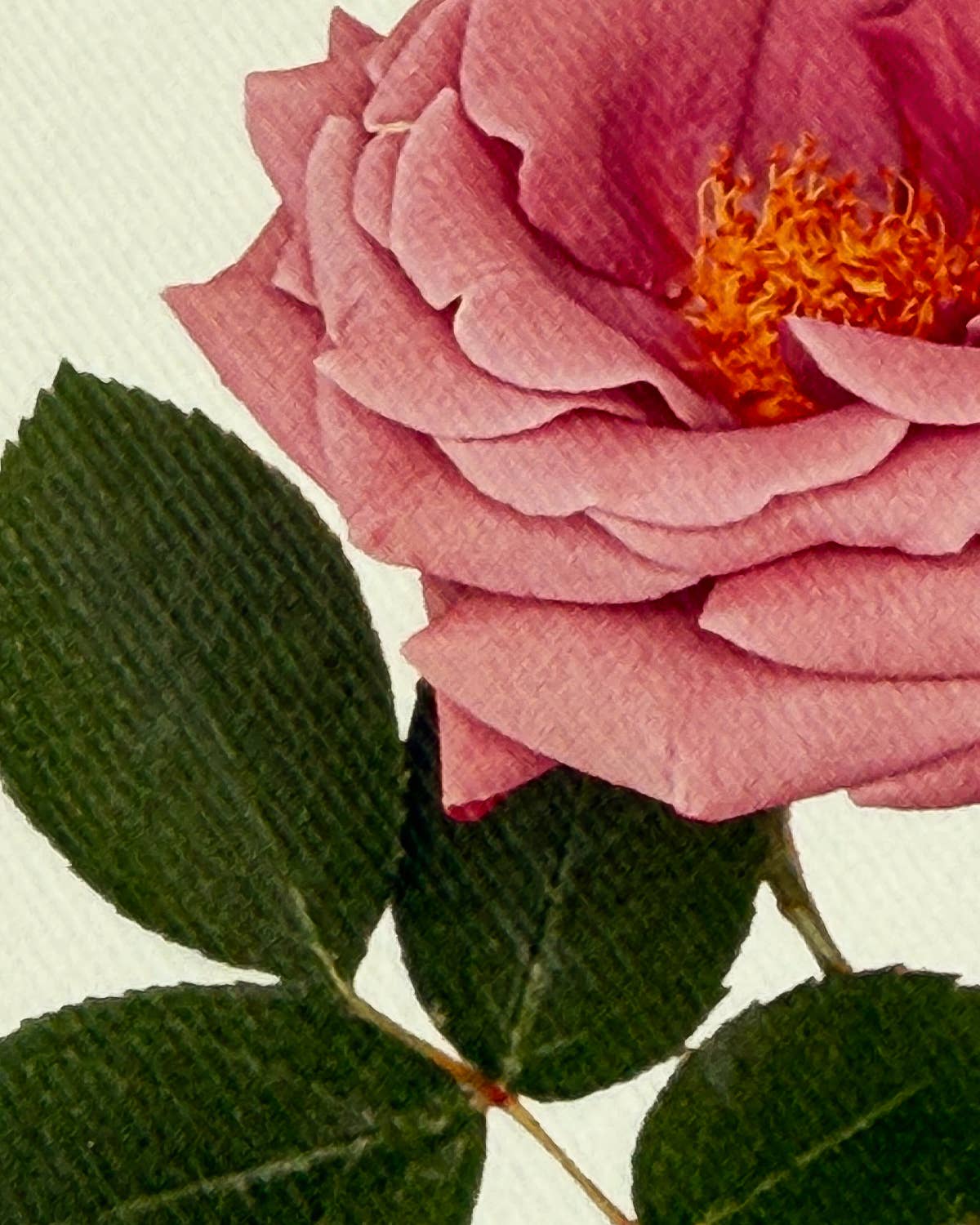 Mauve Rose Greeting Card | Birthday Card