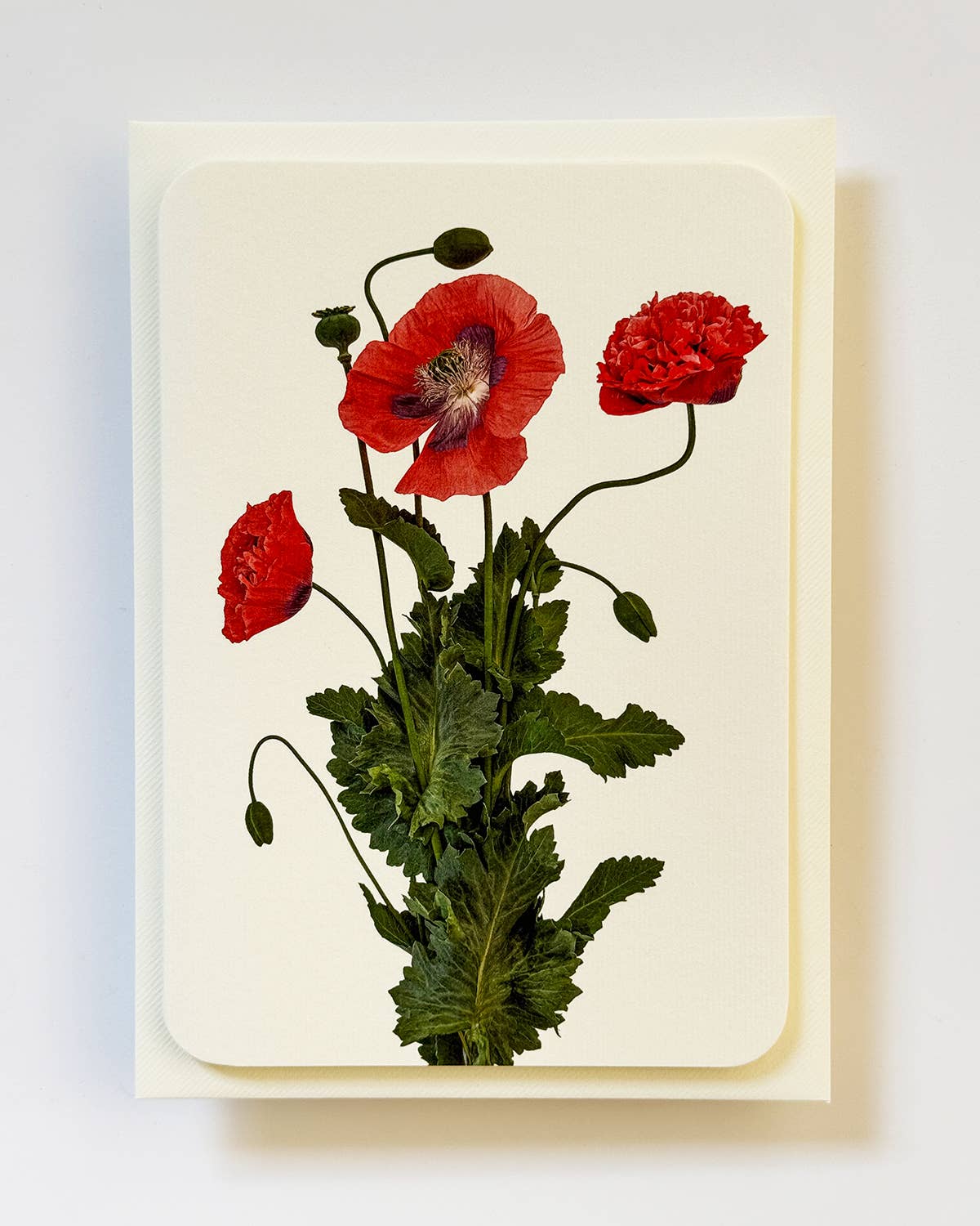 Wild Poppies Greeting Card | Birthday Card | Luxury Cards