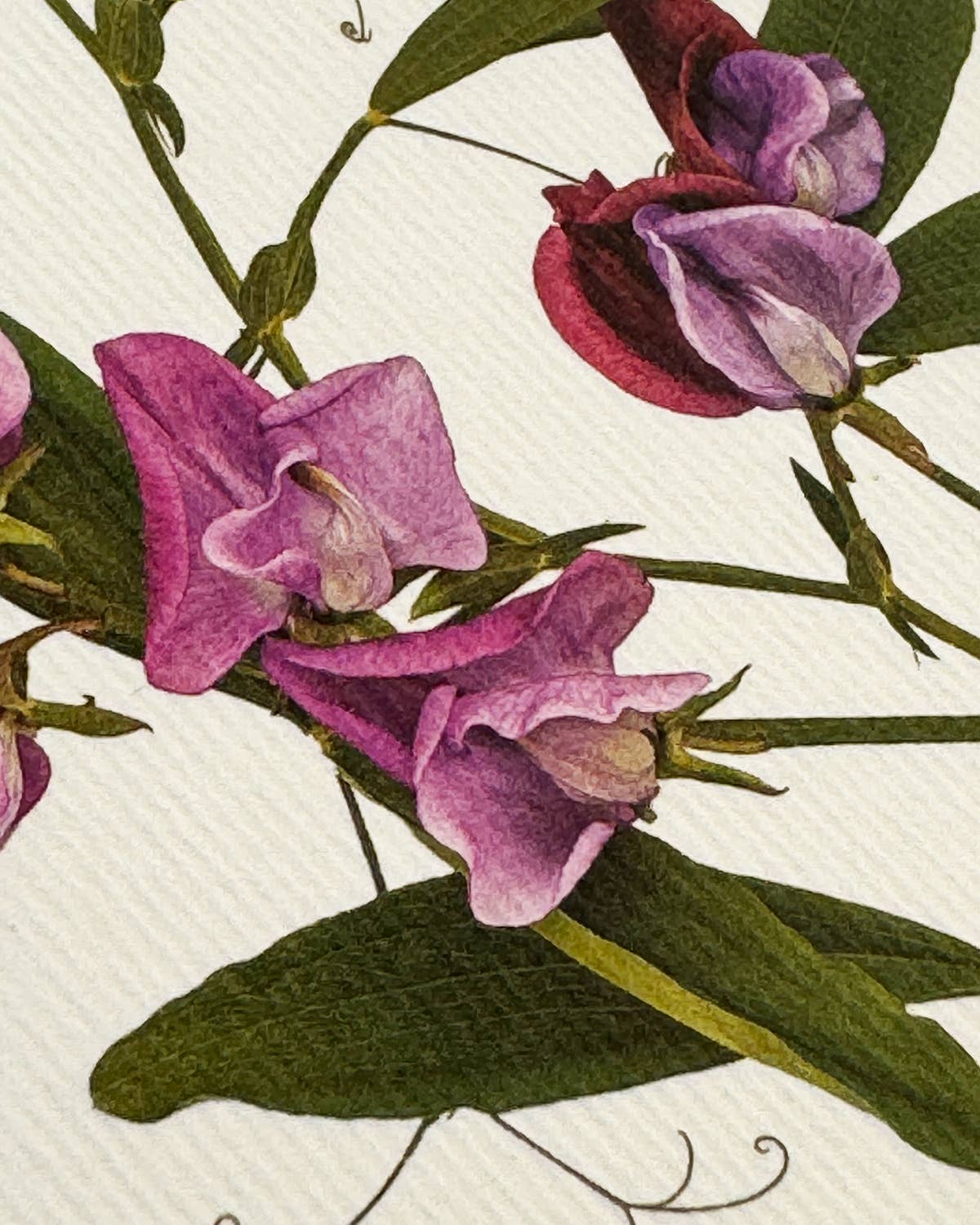 Violet Sweet Peas Greeting card | Birthday Card