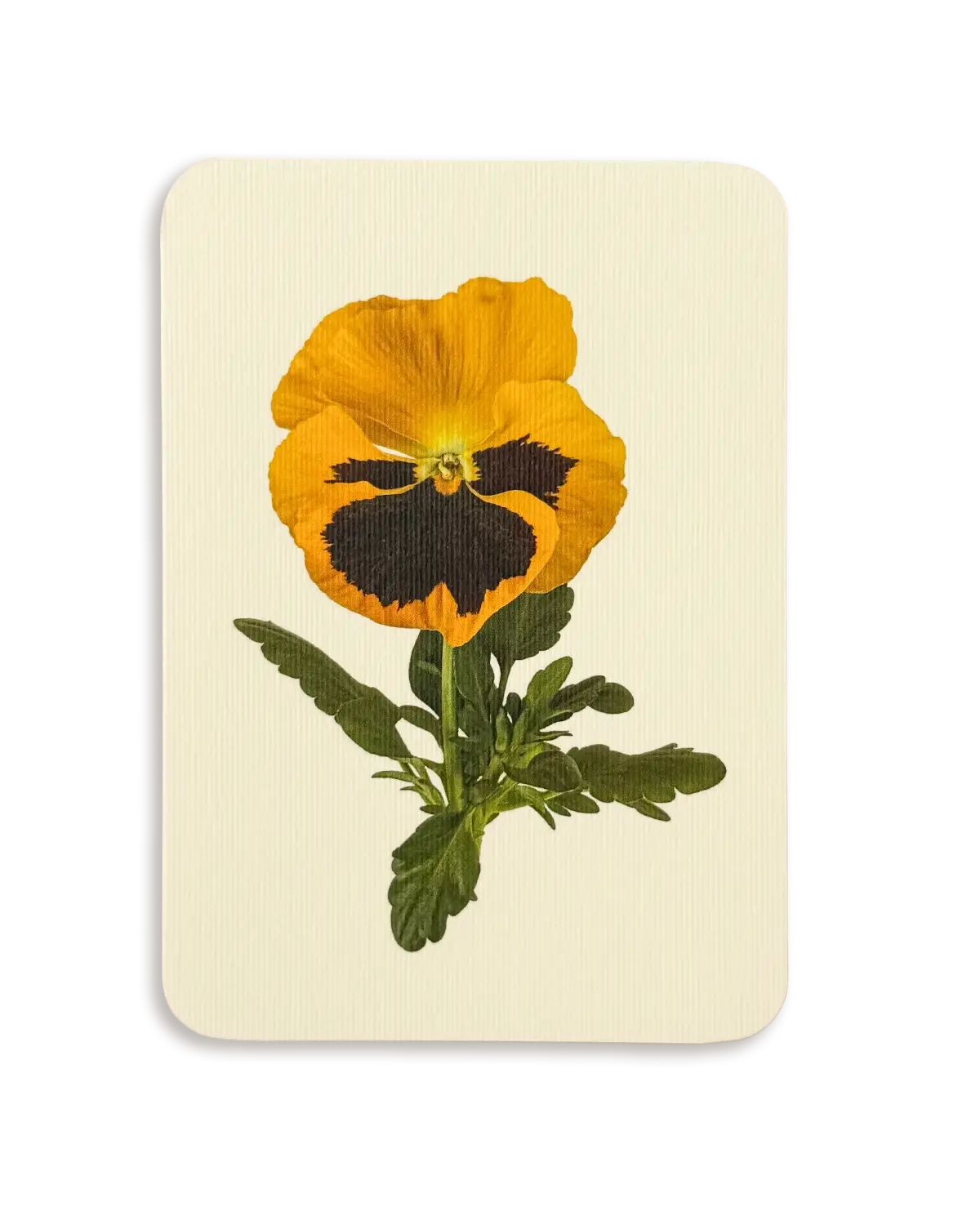 Pansy III Greeting Card | Birthday Card
