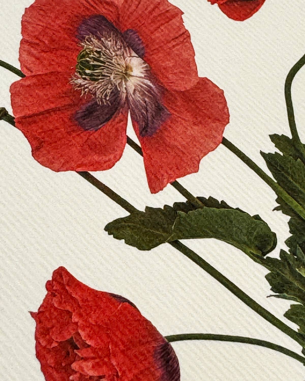 Wild Poppies Greeting Card | Birthday Card | Luxury Cards