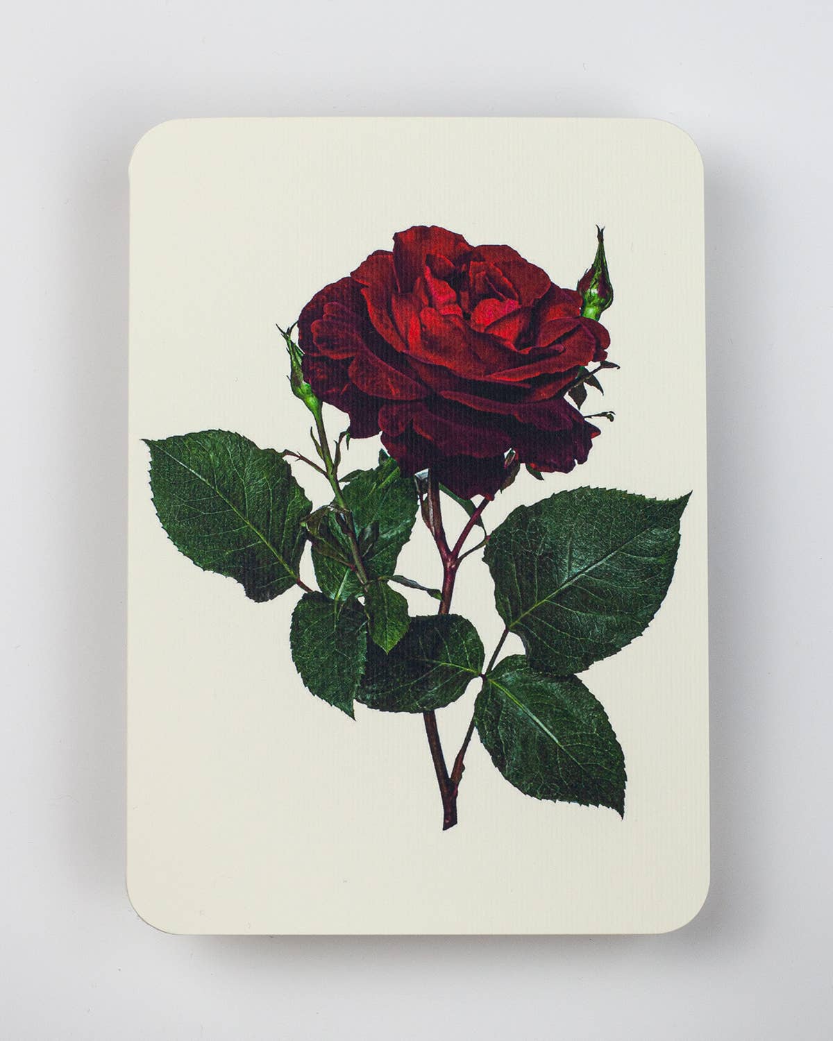 Valentines Red Rose Greeting Card | Birthday Card