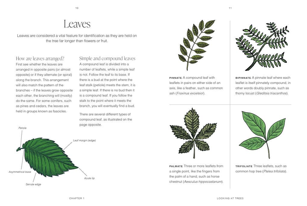 RHS Trees by Jordan Bilsborrow (Hardback)
: Hardback