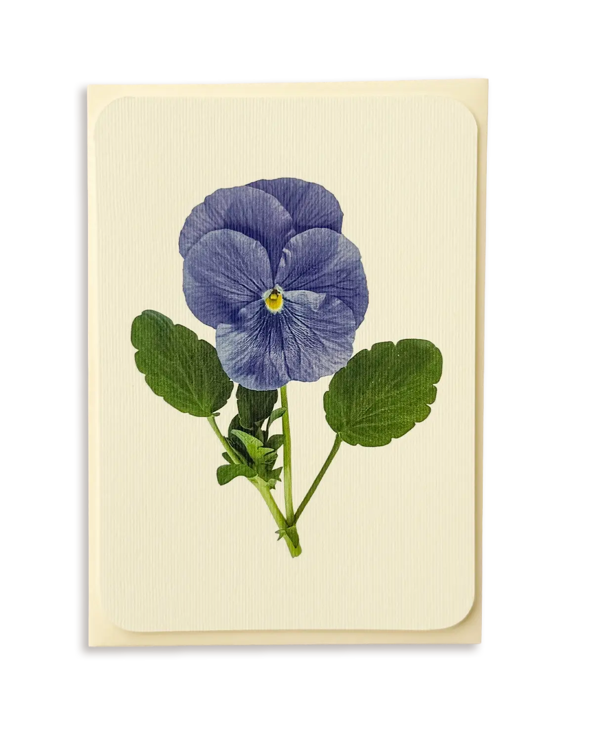 Pansy IV Greeting Card | Birthday Card