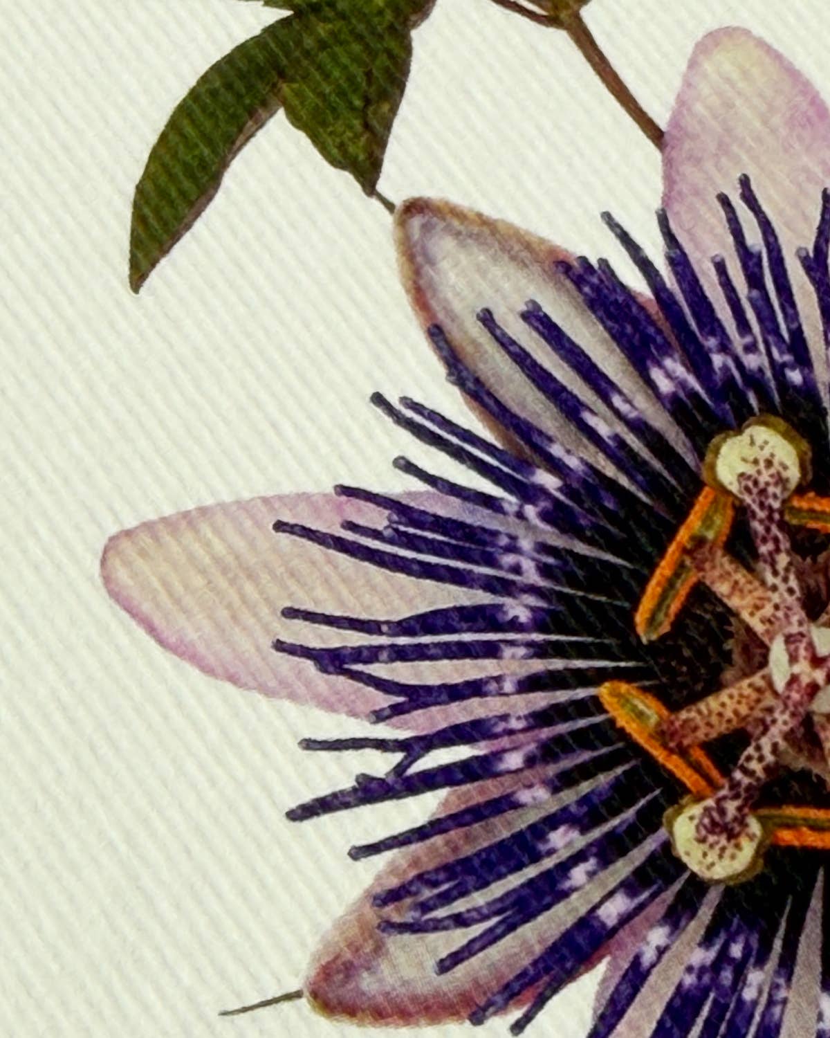 Passion Flower Greeting Card | Birthday Card