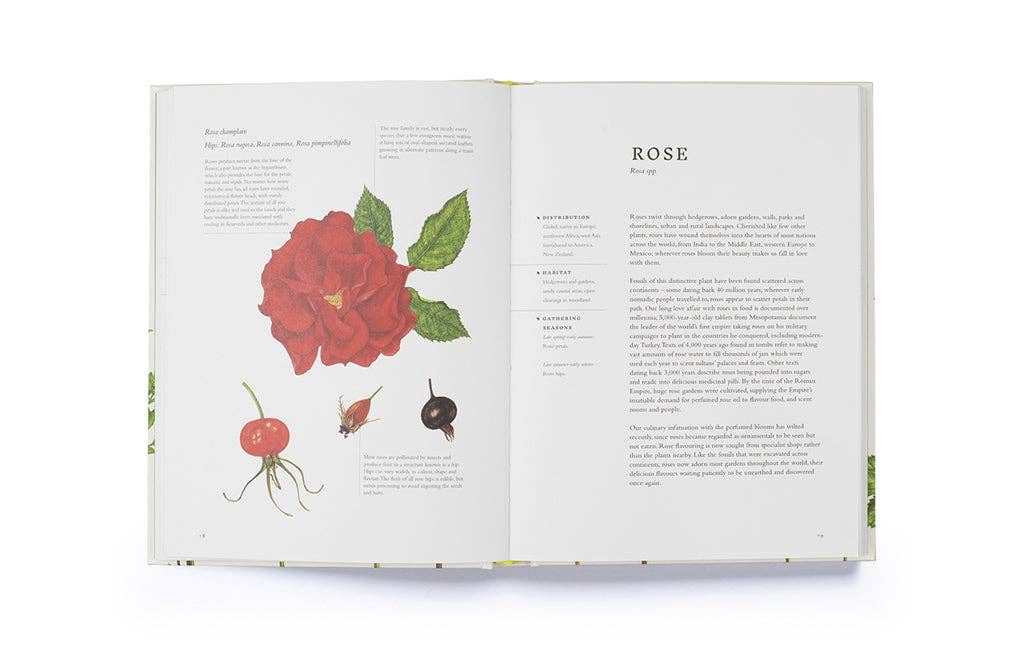 Forage by Liz Knight (Hardback): Hardback