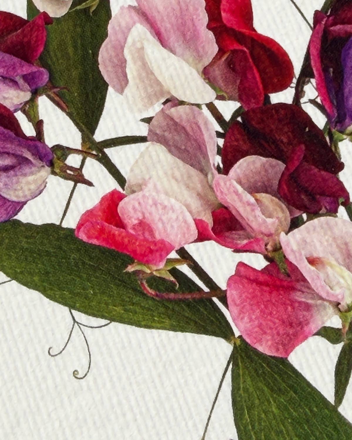 Mixed Sweet Peas Greeting Card | Birthday Card