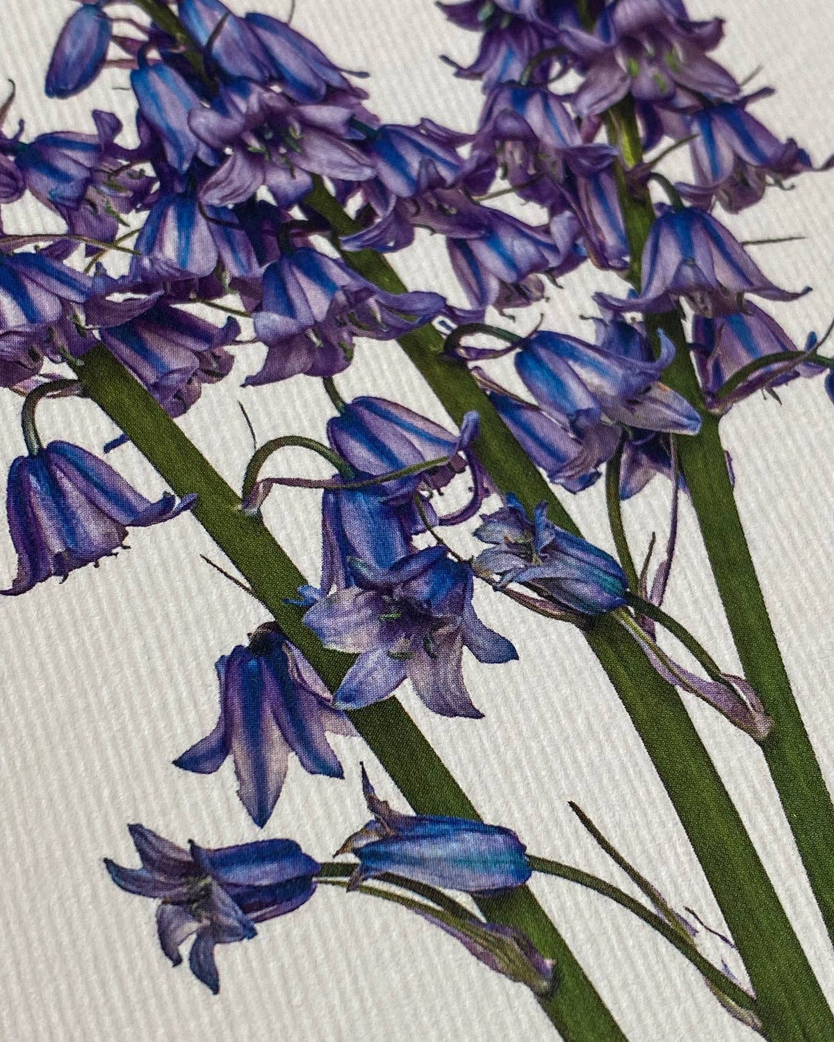 Bluebells Greeting Card | Birthday Card | Luxury Cards