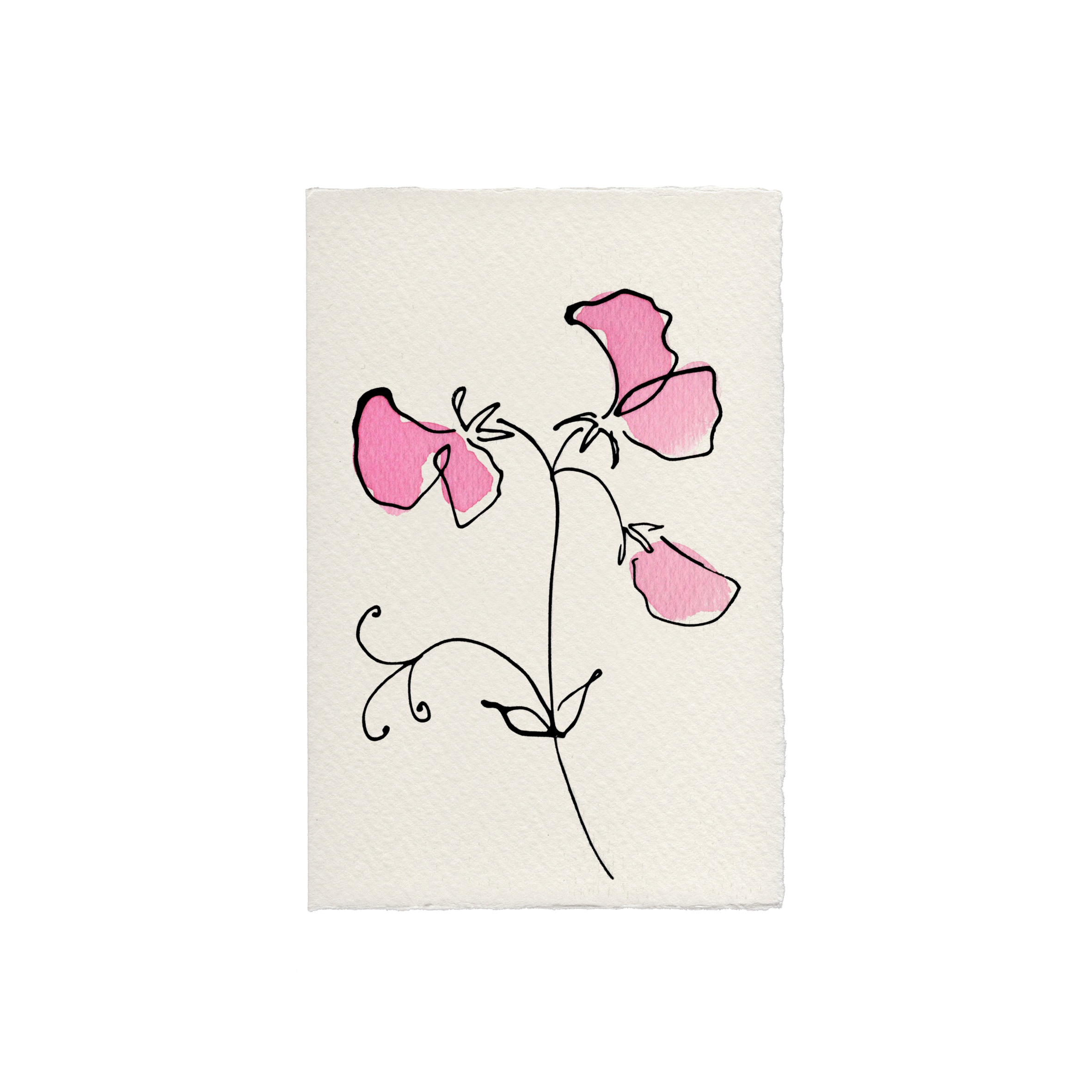 Sweet Pea Greetings Card: Candy Pink