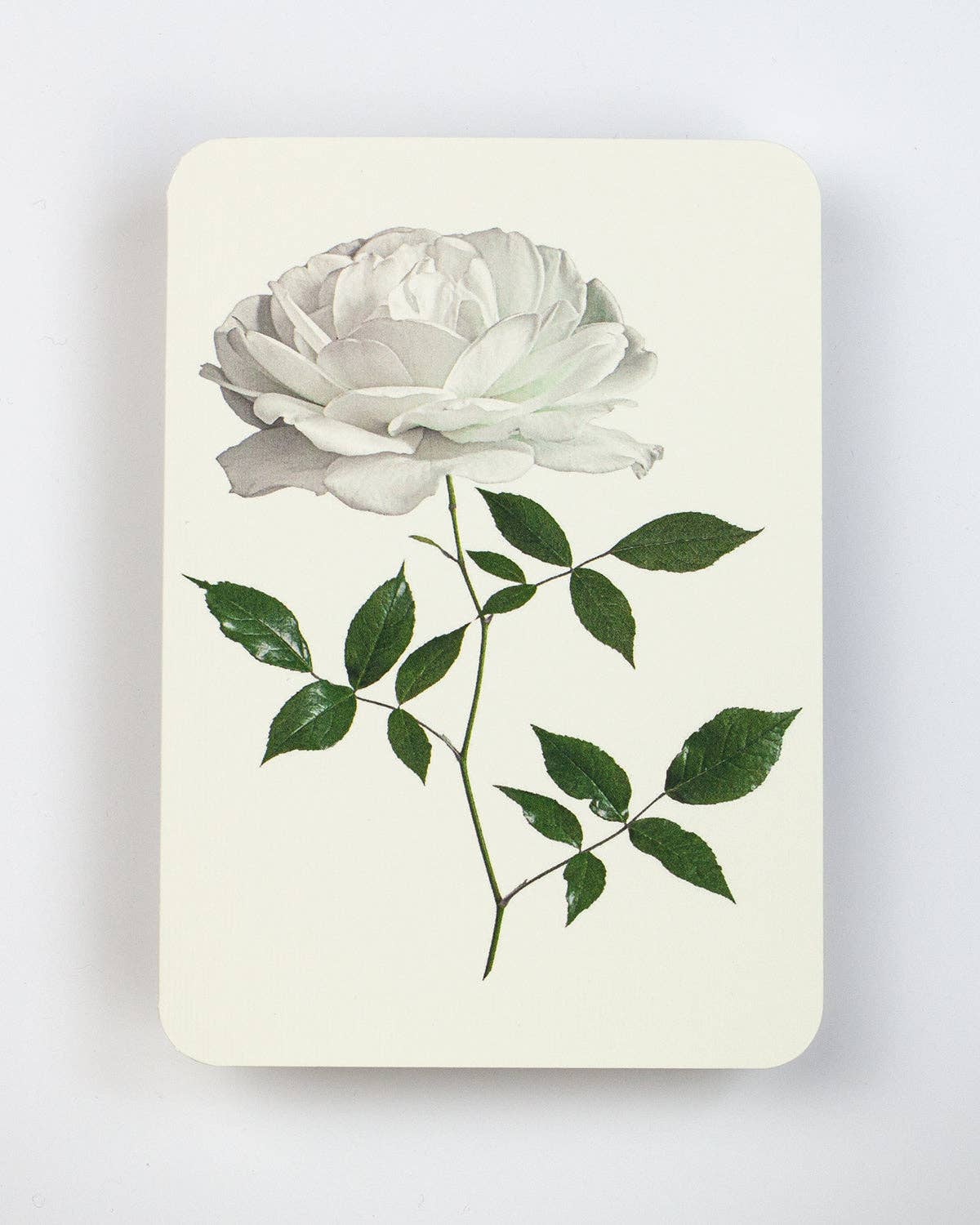 White Rose Greeting Card | Birthday Card | Luxury Cards