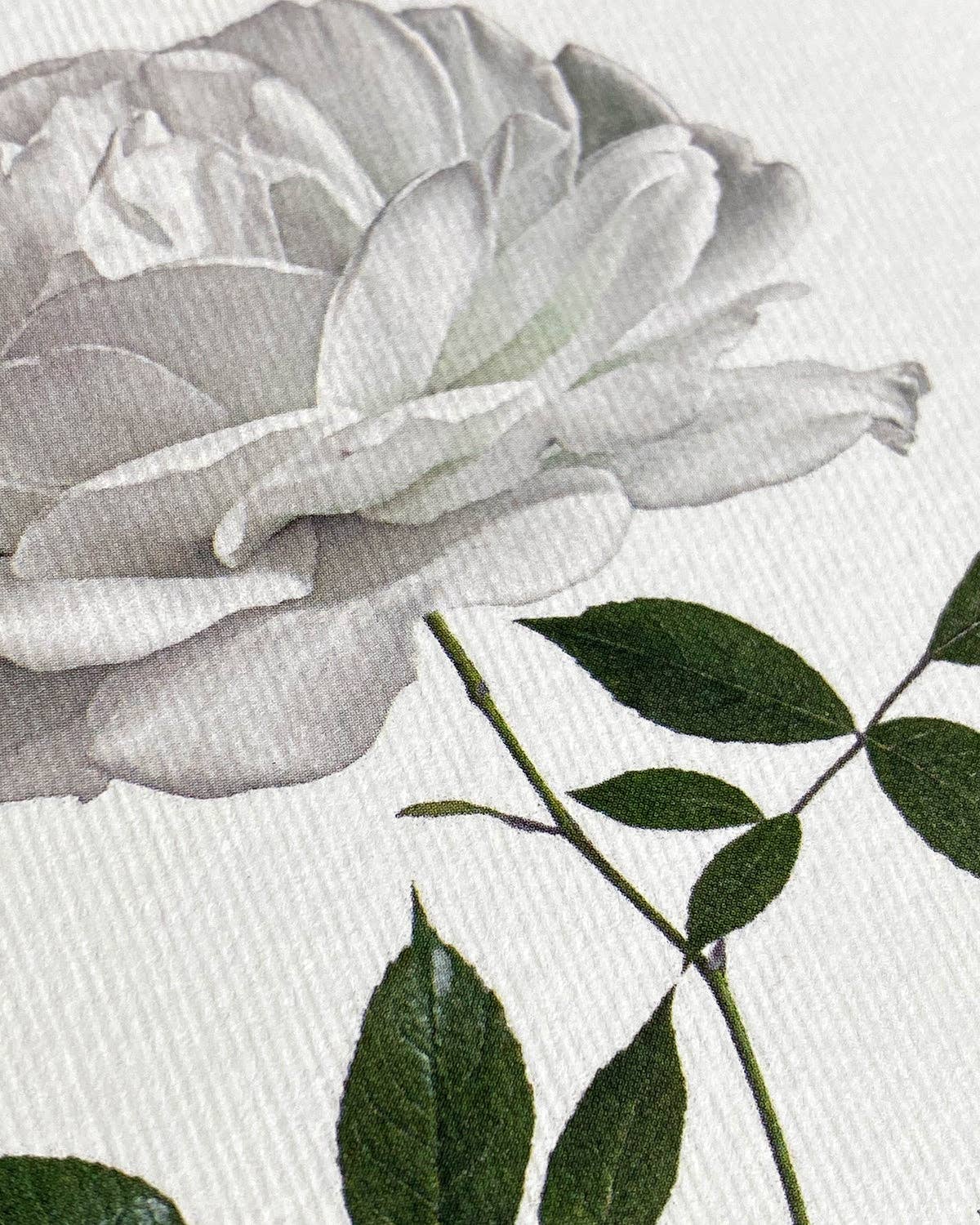 White Rose Greeting Card | Birthday Card | Luxury Cards
