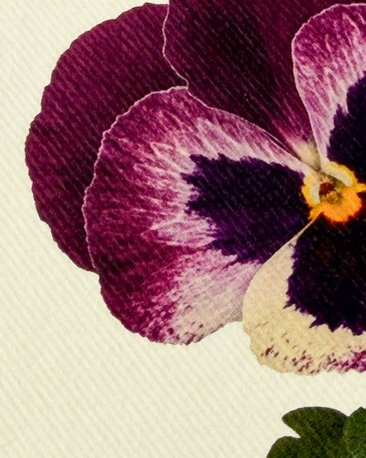 Pansy I Greeting Card | Birthday Card