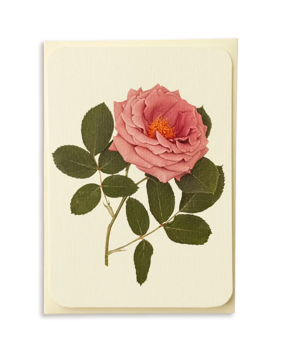 Mauve Rose Greeting Card | Birthday Card