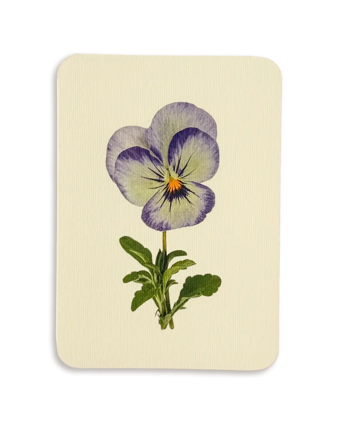 Pansy II Greeting Card | Birthday Card