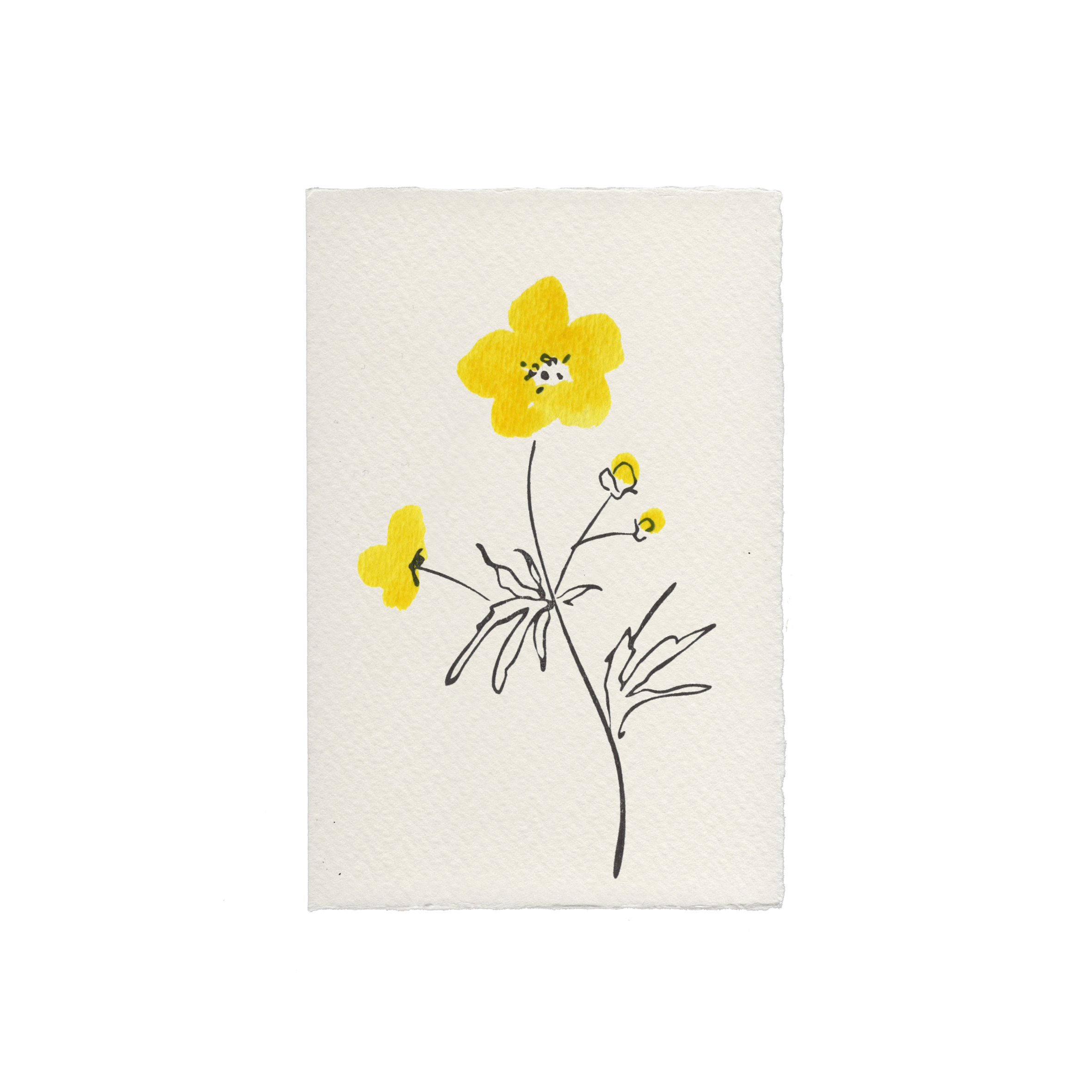 Buttercup Floral Greetings Card - Scribble & Daub