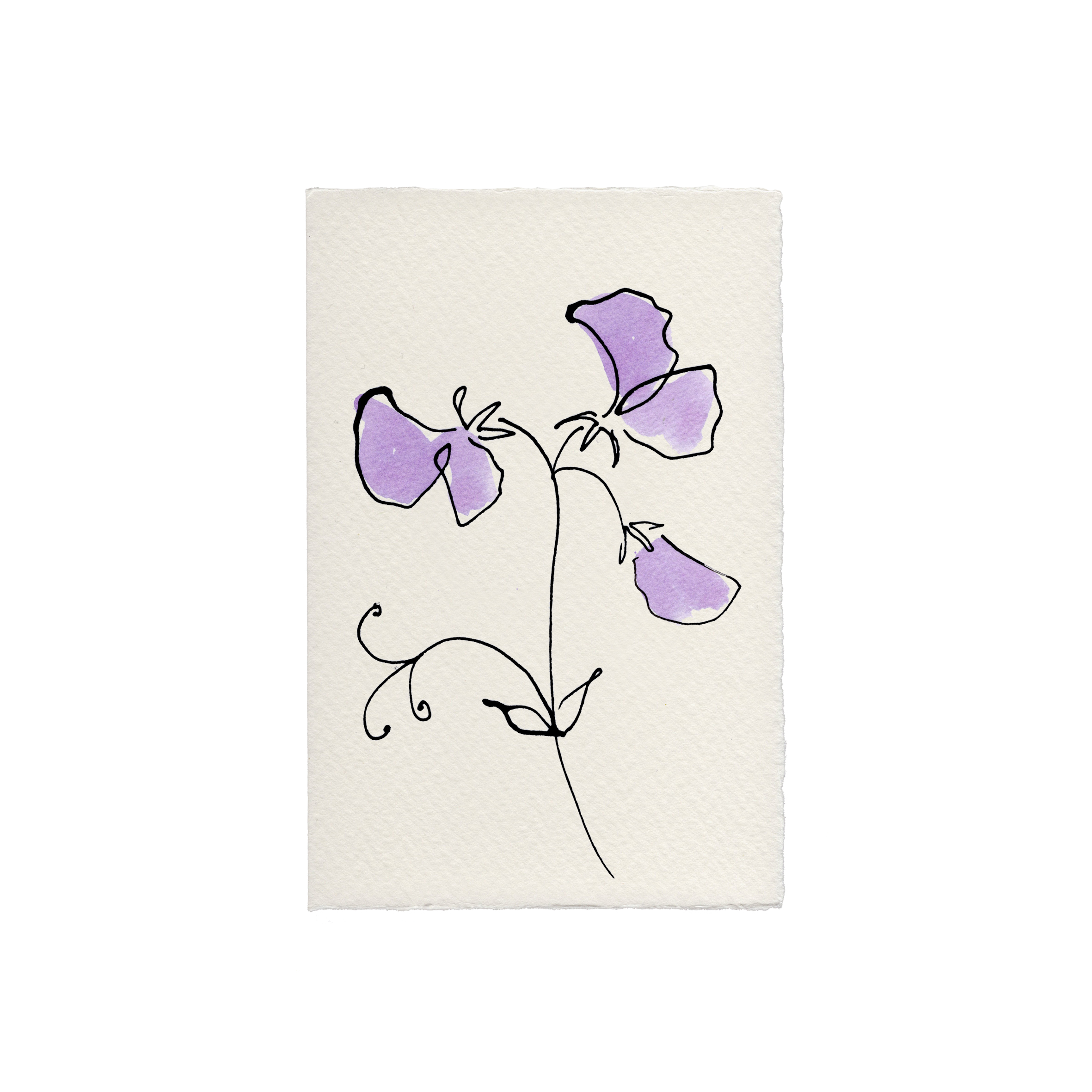 Sweet Pea Greetings Card: Candy Pink