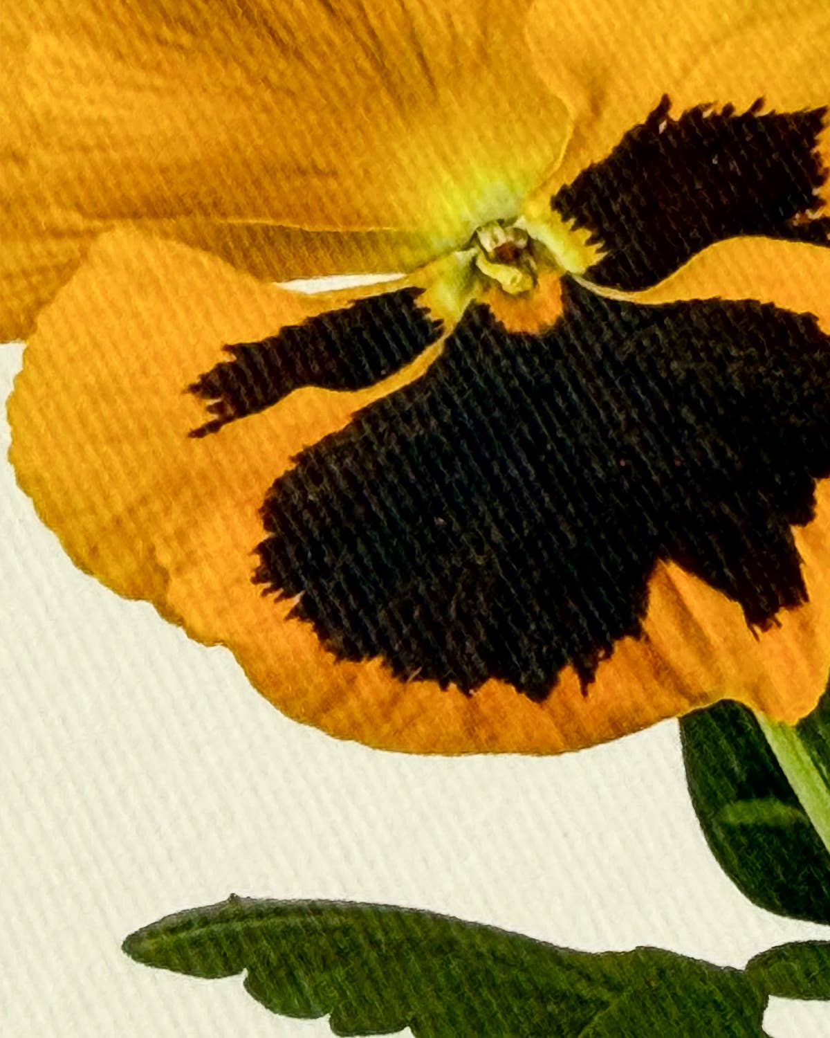 Pansy III Greeting Card | Birthday Card
