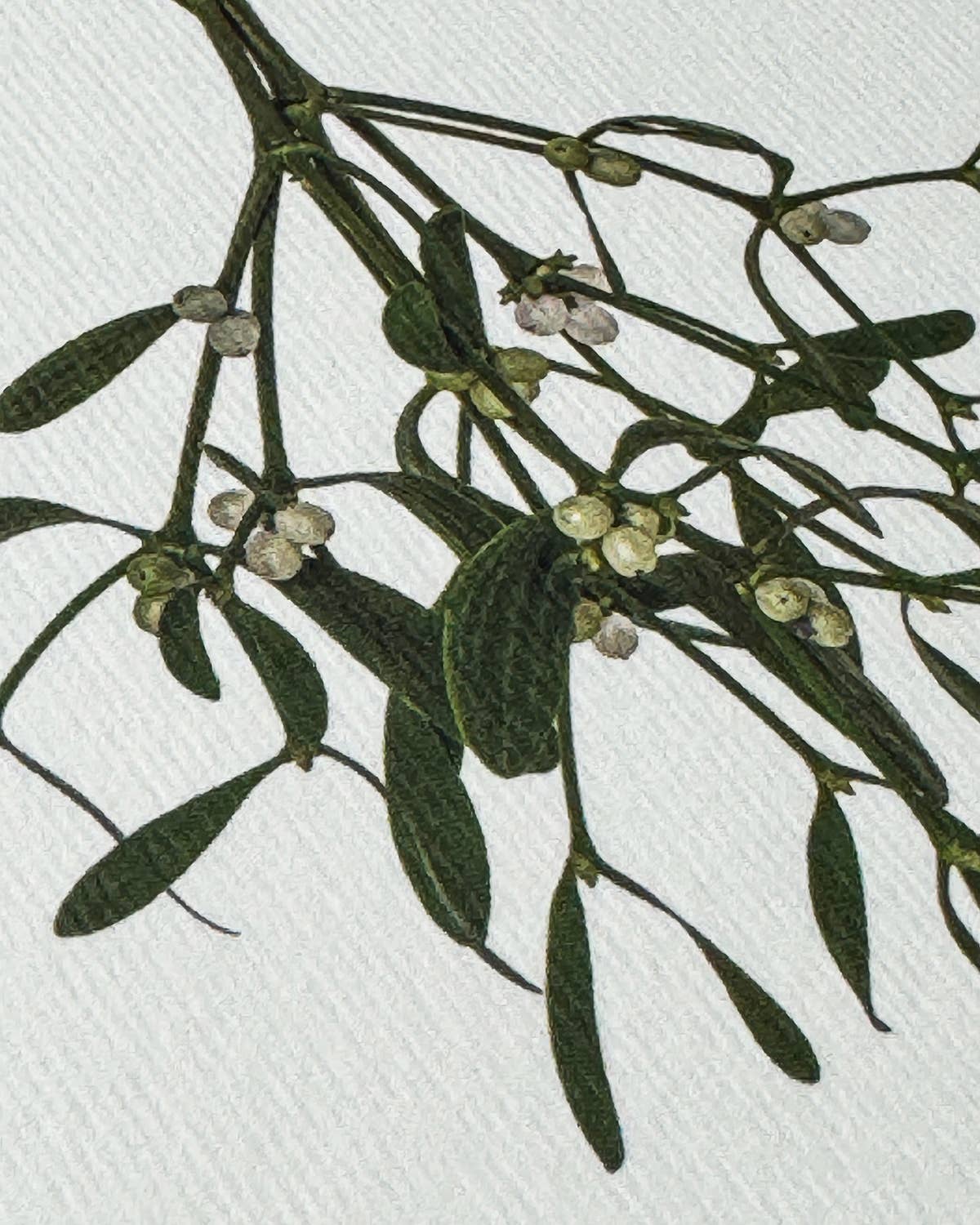 Mistletoe Christmas Greeting Card  by Canonbury Press