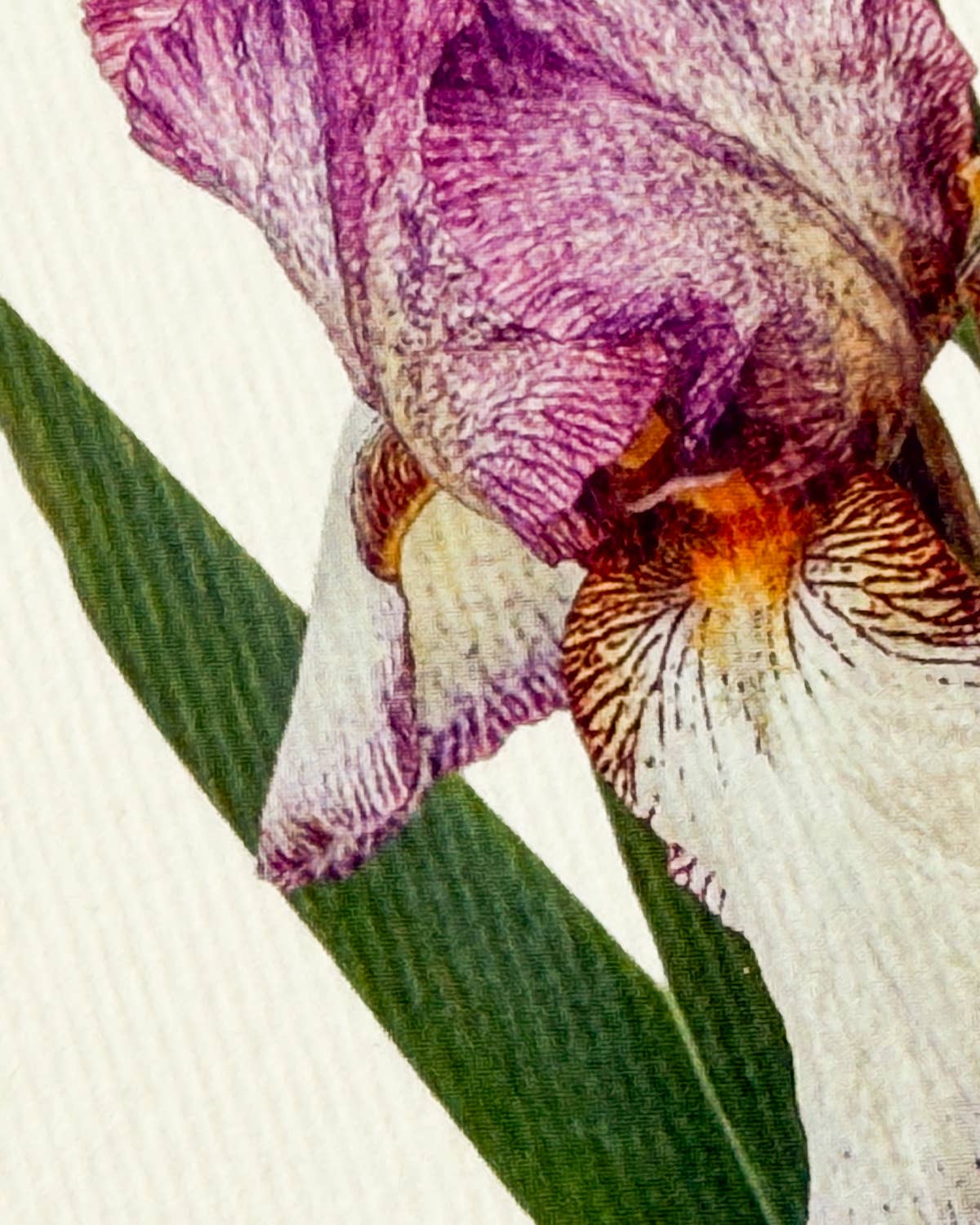 Iris Greeting Card | Birthday Card