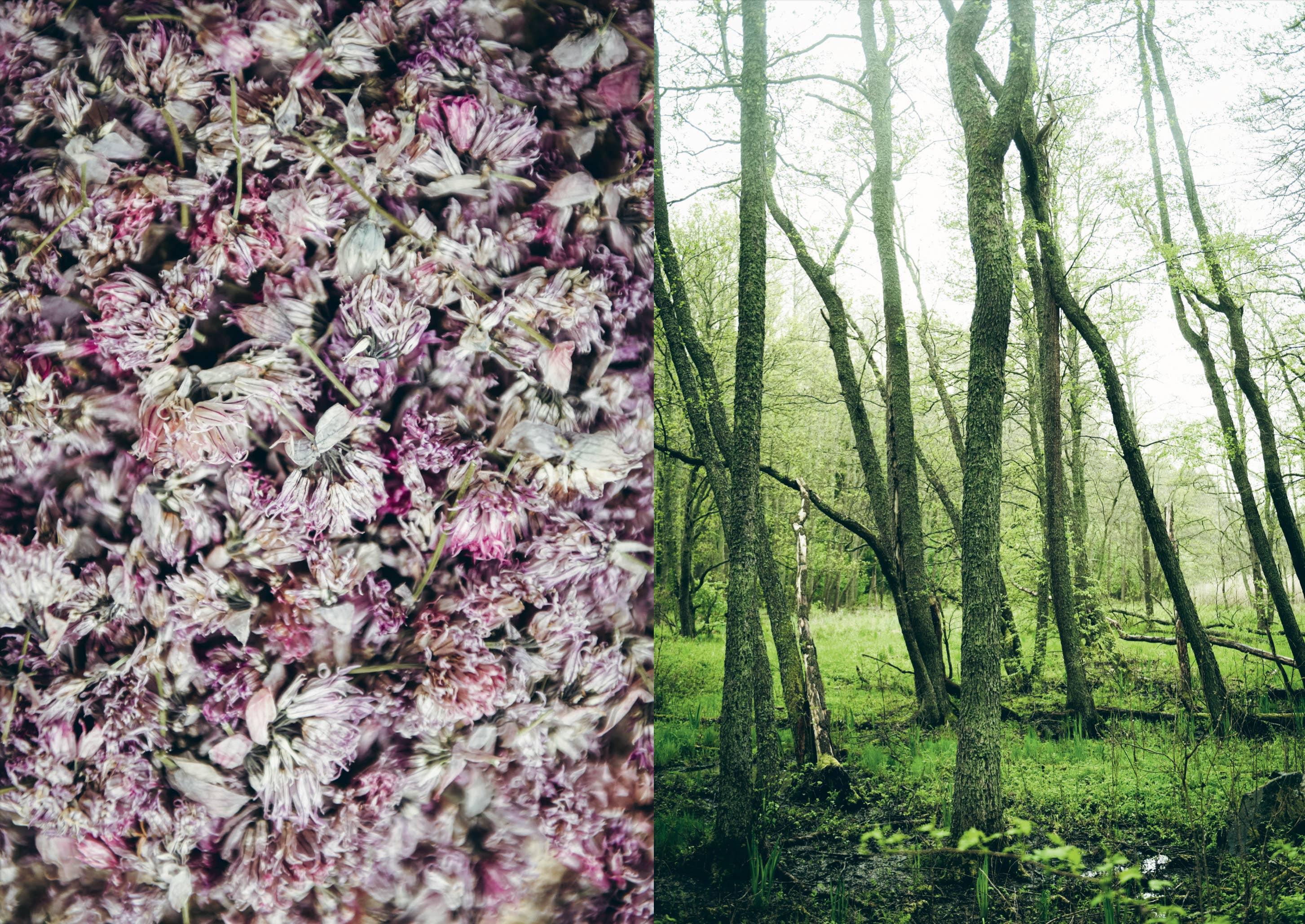 Cookbook: Chef’s Wild Nordic – Recipes for 72 Micro-Seasons