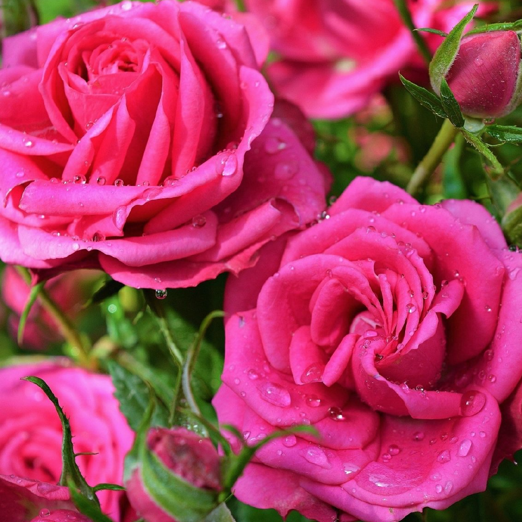 ROSE SCENTED PENCILS: Pink