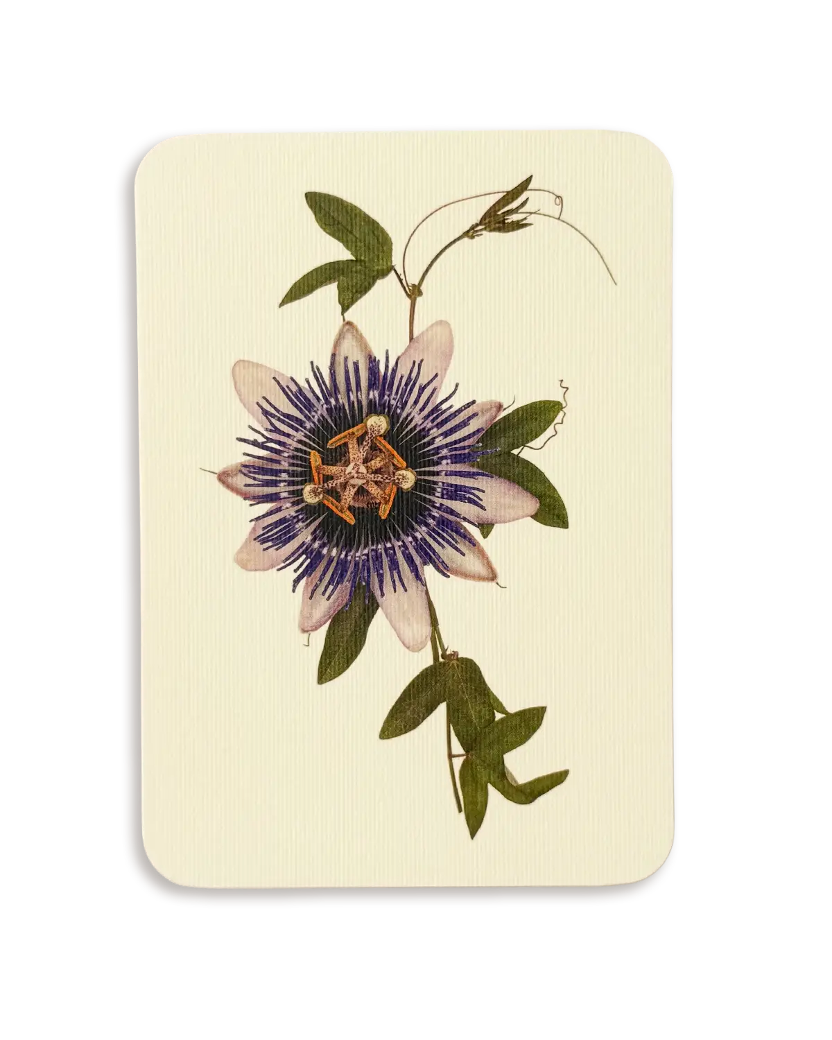 Passion Flower Greeting Card | Birthday Card