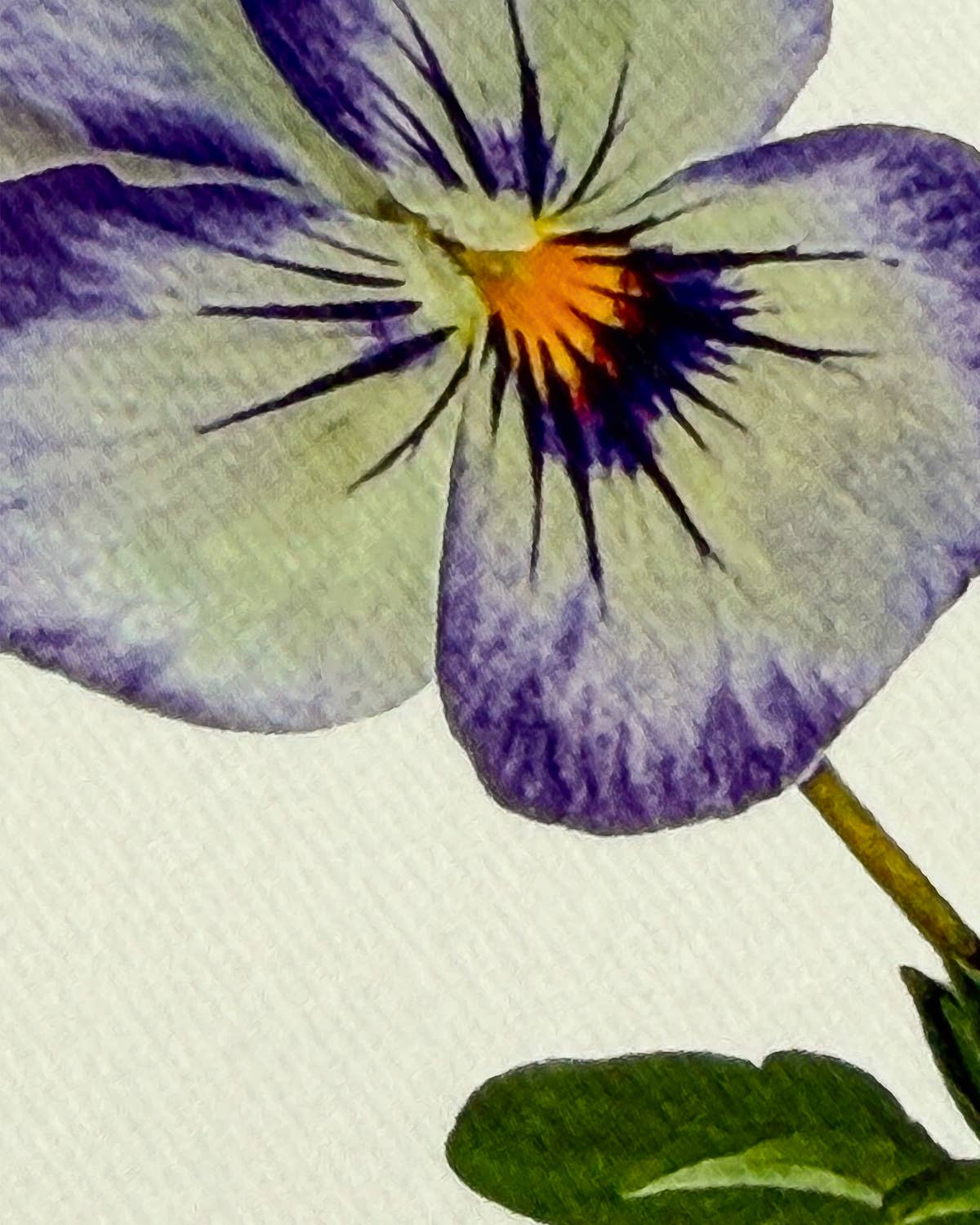Pansy II Greeting Card | Birthday Card