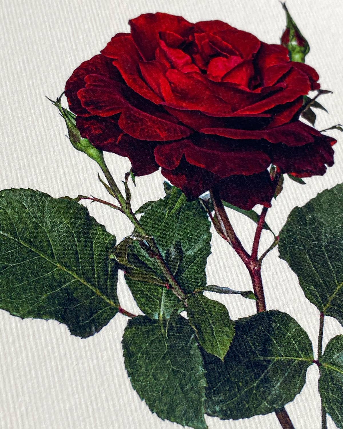 Valentines Red Rose Greeting Card | Birthday Card