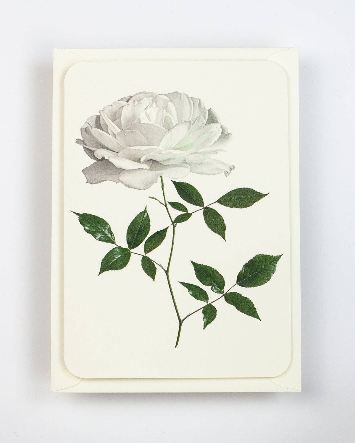White Rose Greeting Card | Birthday Card | Luxury Cards